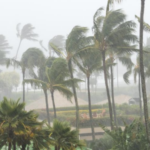 Hurricane blowing trees