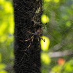 joro spider on web