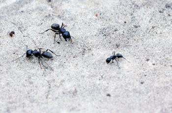 Large black ants spotted in nassau county backyard, part of larger carpenter ant infestation in home