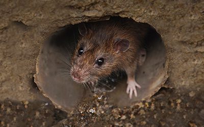 Mouse in hole in Long Island NY