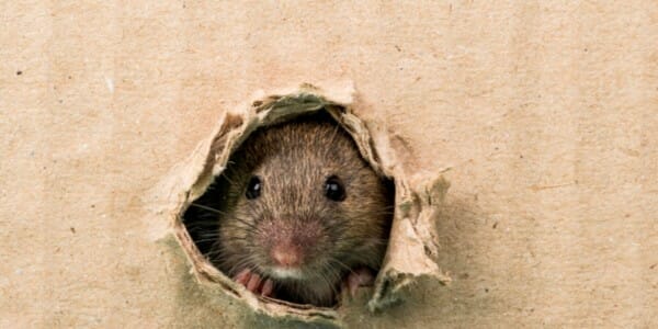 mouse hole in cardboard