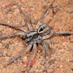 wolf spider on a sandy surface