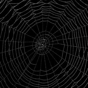 spider web