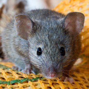 house mouse