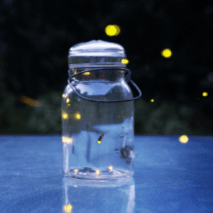 fireflies