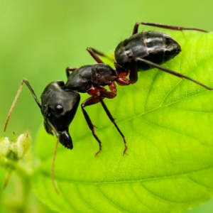 black carpenter ant