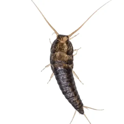 Silverfish | Suburban Exterminating serving Ronkonkoma, NY