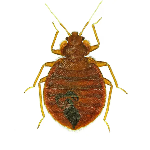 Bed Bug | Suburban Exterminating serving Ronkonkoma, NY