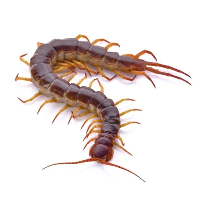 Centipede | Suburban Exterminating serving Ronkonkoma, NY