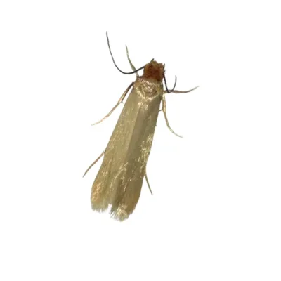 Clothes Moth | Suburban Exterminating serving Ronkonkoma, NY