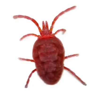 Clover Mite | Suburban Exterminating serving Ronkonkoma, NY