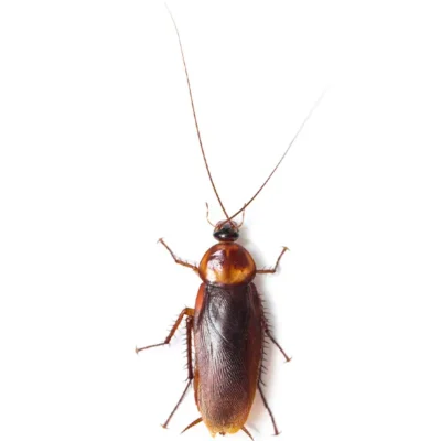 Cockroach | Suburban Exterminating serving Ronkonkoma, NY