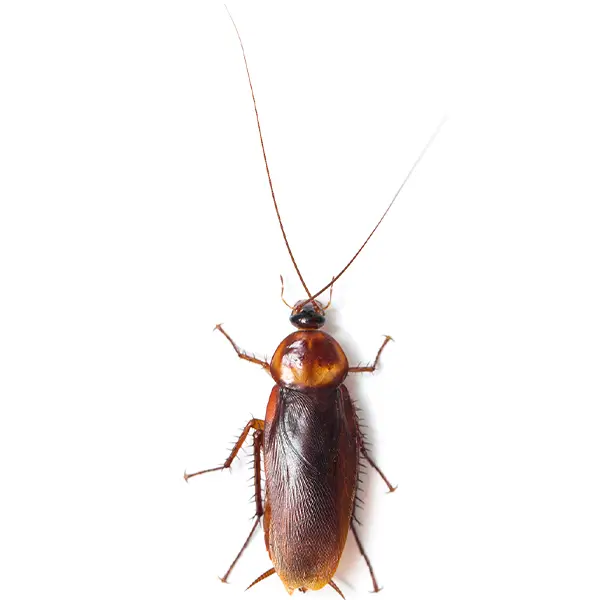 Cockroach | Suburban Exterminating serving Ronkonkoma, NY