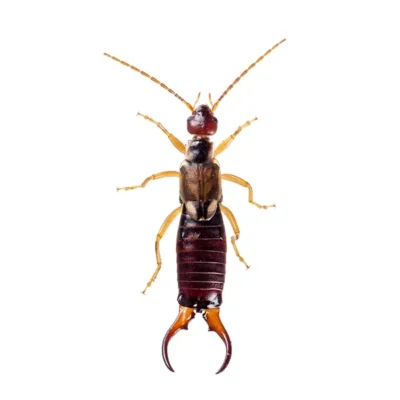 Earwig | Suburban Exterminating serving Ronkonkoma, NY
