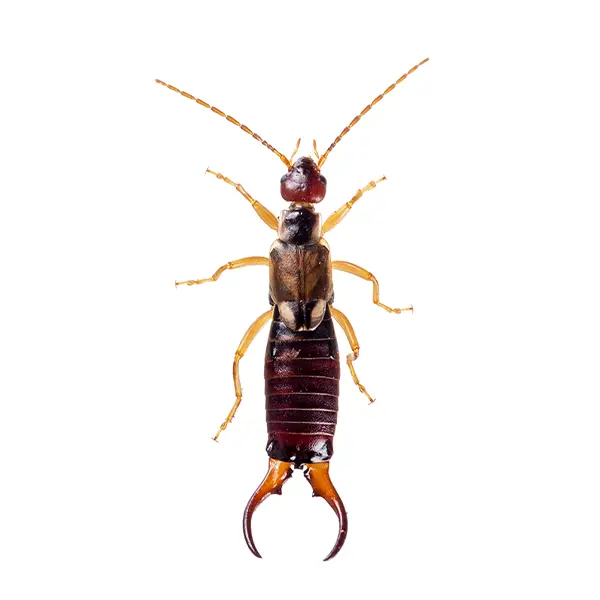 Earwig | Suburban Exterminating serving Ronkonkoma, NY