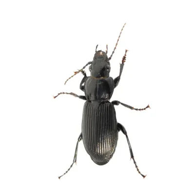 Ground Beetle | Suburban Exterminating serving Ronkonkoma, NY