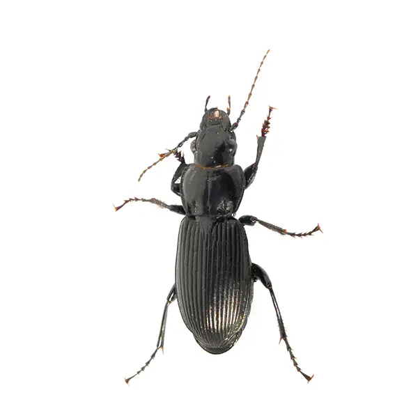 Ground Beetle | Suburban Exterminating serving Ronkonkoma, NY