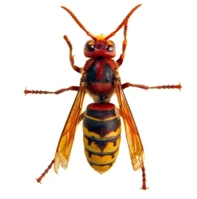Hornet | Suburban Exterminating serving Ronkonkoma, NY