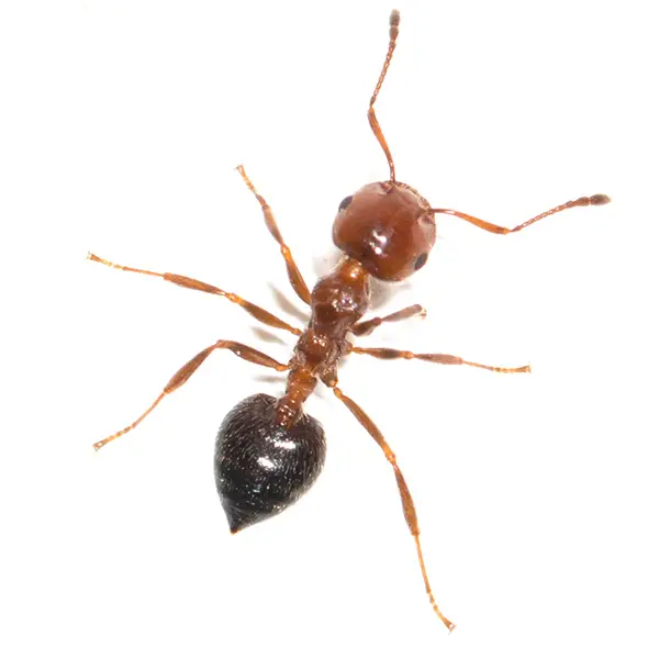 House ant | Suburban Exterminating serving Ronkonkoma, NY