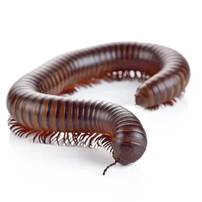 Millipede | Suburban Exterminating serving Ronkonkoma, NY