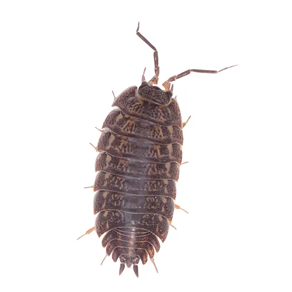 Pill Bug | Suburban Exterminating serving Ronkonkoma, NY