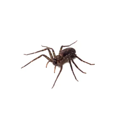 Spider | Suburban Exterminating serving Ronkonkoma, NY