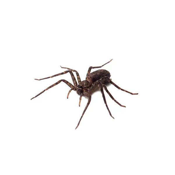 Spider | Suburban Exterminating serving Ronkonkoma, NY
