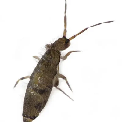 Springtail | Suburban Exterminating serving Ronkonkoma, NY