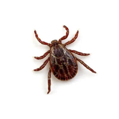 Tick | Suburban Exterminating serving Ronkonkoma, NY
