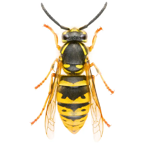 Yellow jacket | Suburban Exterminating serving Ronkonkoma, NY
