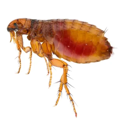 Flea | Suburban Exterminating serving Ronkonkoma, NY