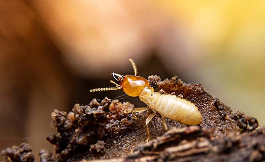 Termite on dirt