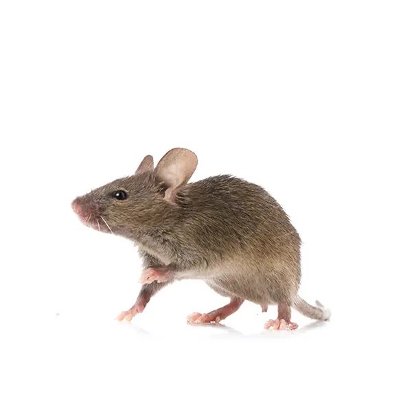 Mouse | Suburban Exterminating serving Ronkonkoma, NY