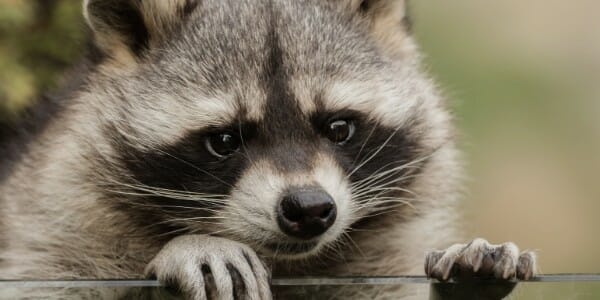 Raccoon