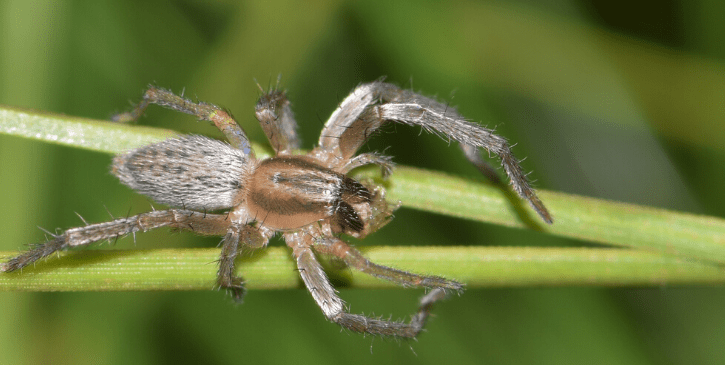 Sac Spider