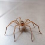 A spider walks across a tile floor