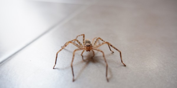 A spider walks across a tile floor