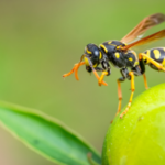 wasp outside on green plant