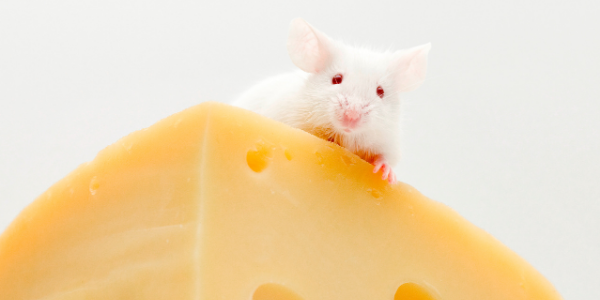 Mouse on a piece of cheese