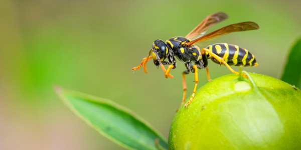 wasp outside on green plant