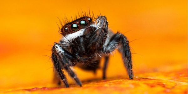 Jumping Spider, Pest Library