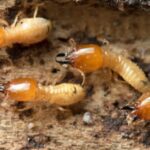 cluster of termites on a piece of wood
