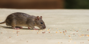 house mouse eating crumbs off floor