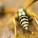 Ground wasp