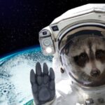 raccoon in space wearing a spacesuit floating above earth.