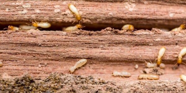 Termites destroying wood