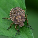 Brown Marmorated Stink Bug Smells | Suburban Exterminating