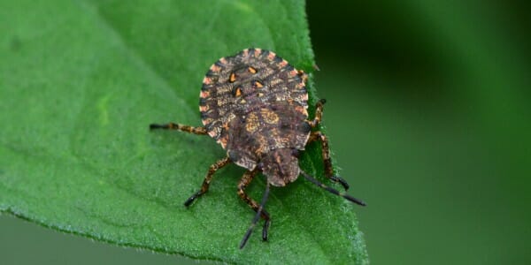Brown Marmorated Stink Bug