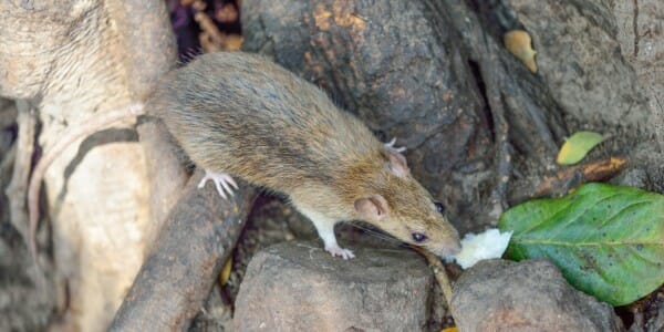 Norway rat on rocks