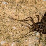 Spider Cricket Camel Cricket Cave Cricket
